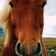 A horse with some resemblance to the subject of this story. (Image: messicanbeer)